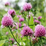 Red Clover blossoms